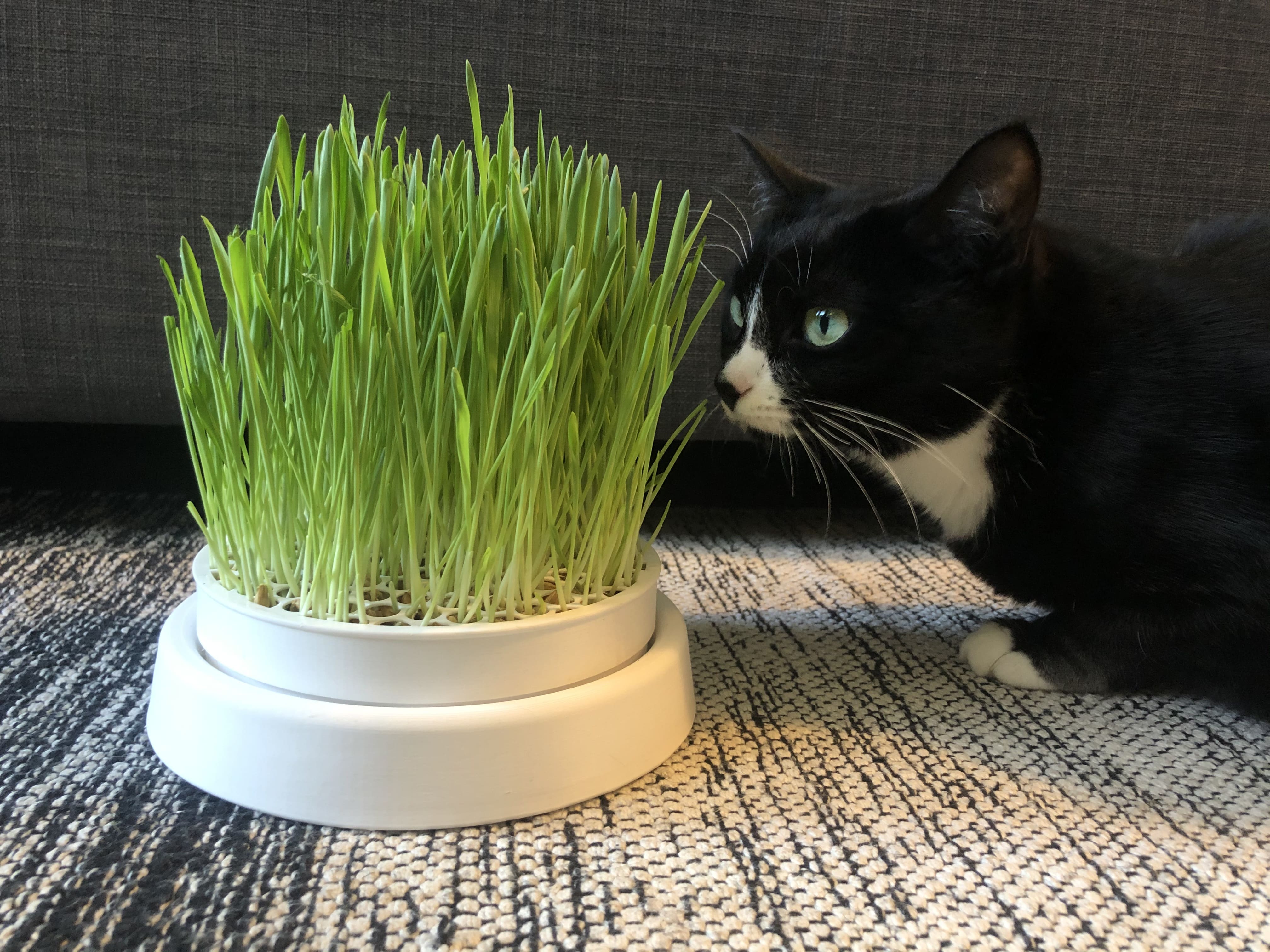 Cenikli Kedi Çimi Yetiştirme Aparatı | Pratik ve Tekrar Kullanılabilir Çim Yetiştirme Kabı